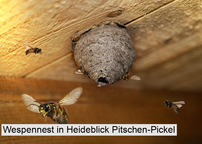 Wespennest in Heideblick Pitschen-Pickel